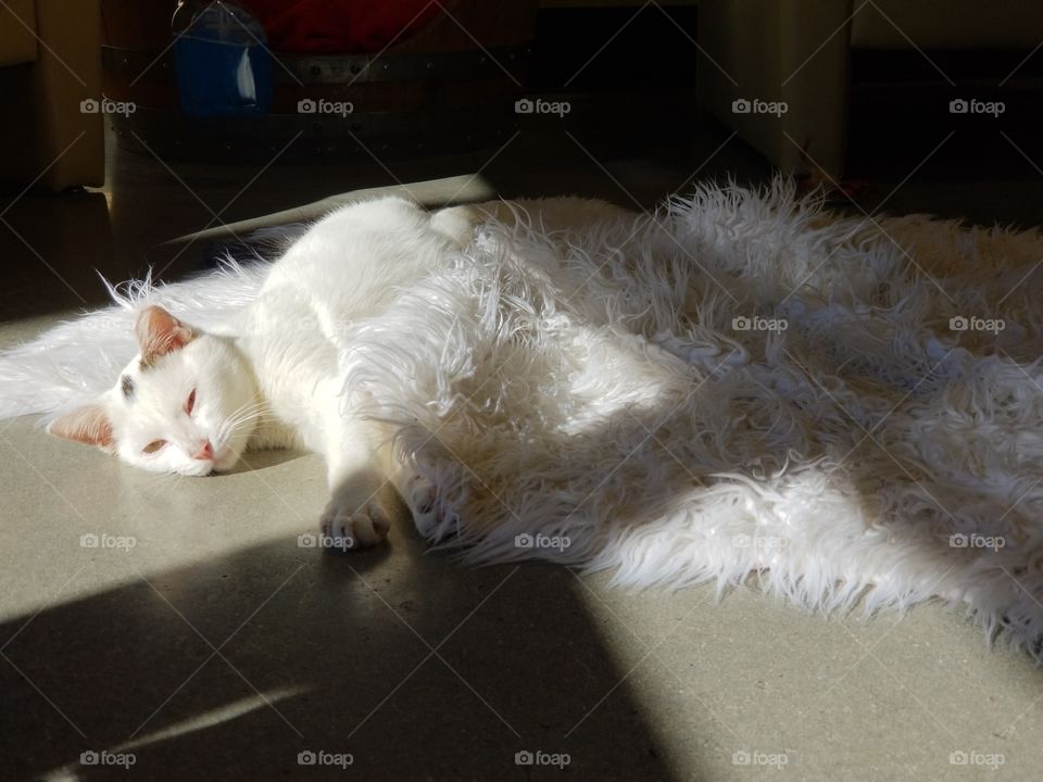 cat sleeping on rug