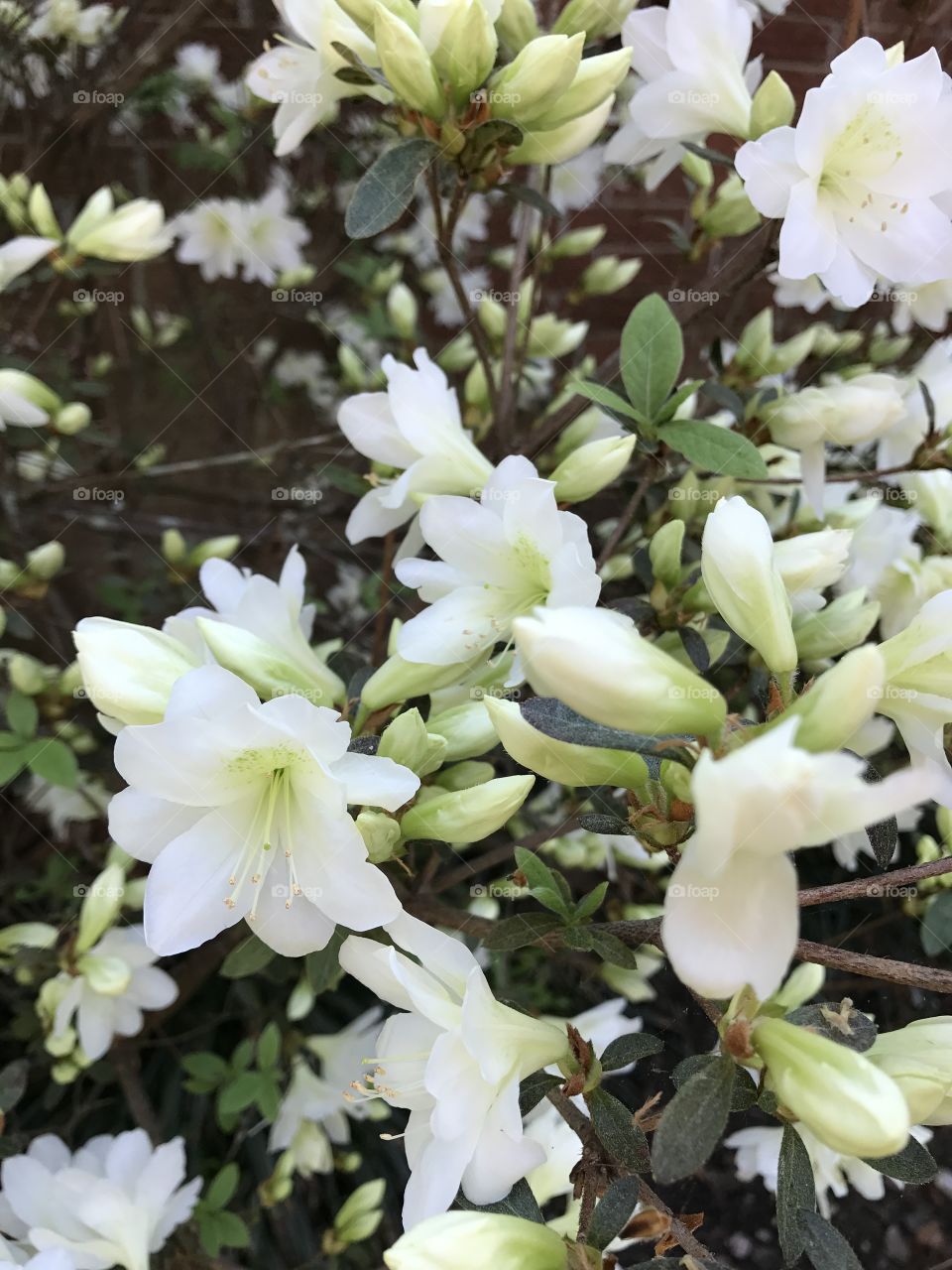 White flowers
