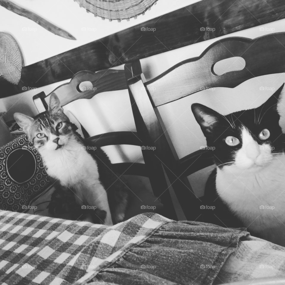 Stitch e Nala affamati