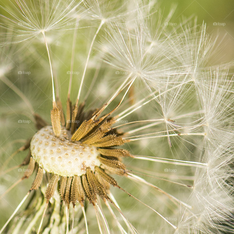 Dandelion seeds closeup 