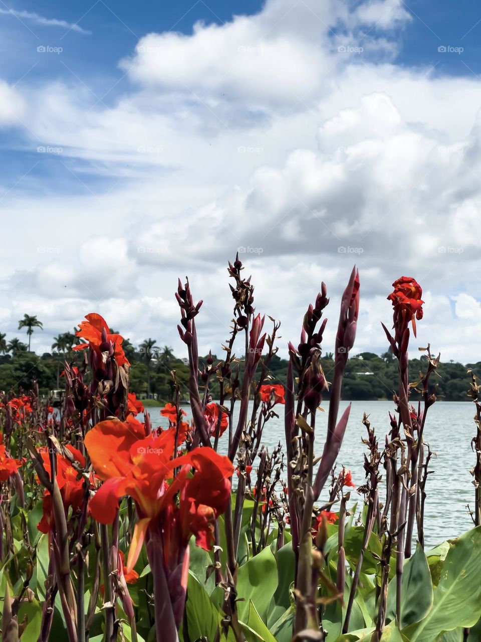 Red flowers 