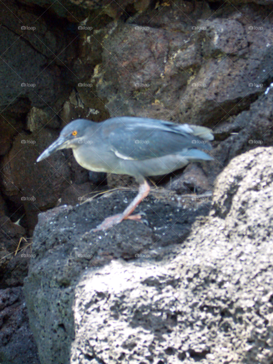 nature bird rock seagull by izabela.cib
