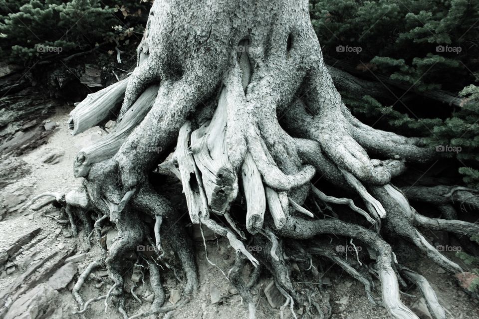 Gray tree roots in the nature 