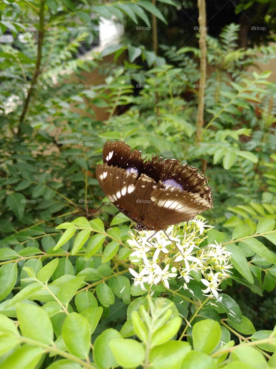 a black butterfly on a plant