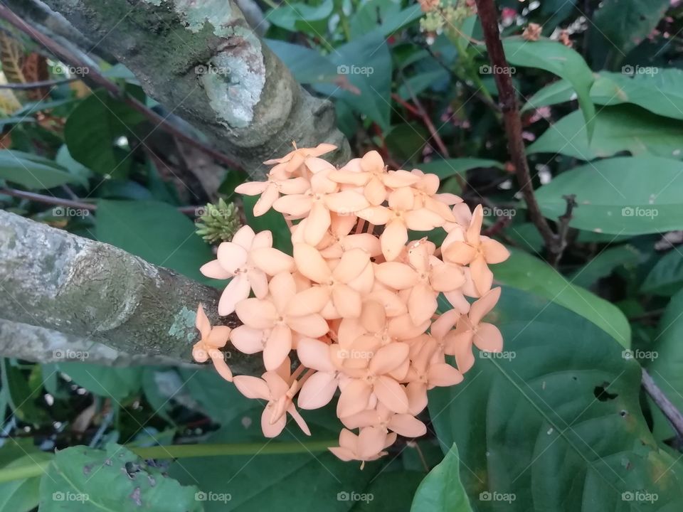 Flowers in the garden