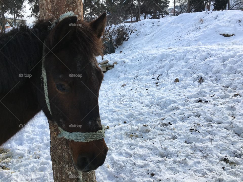 Horse standing in winter day