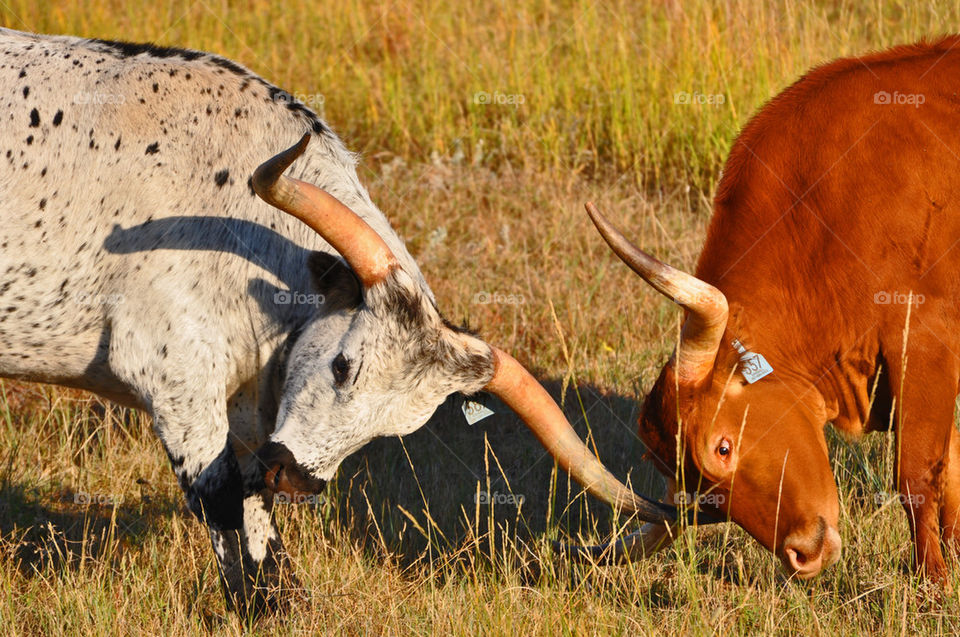 Dueling Steer