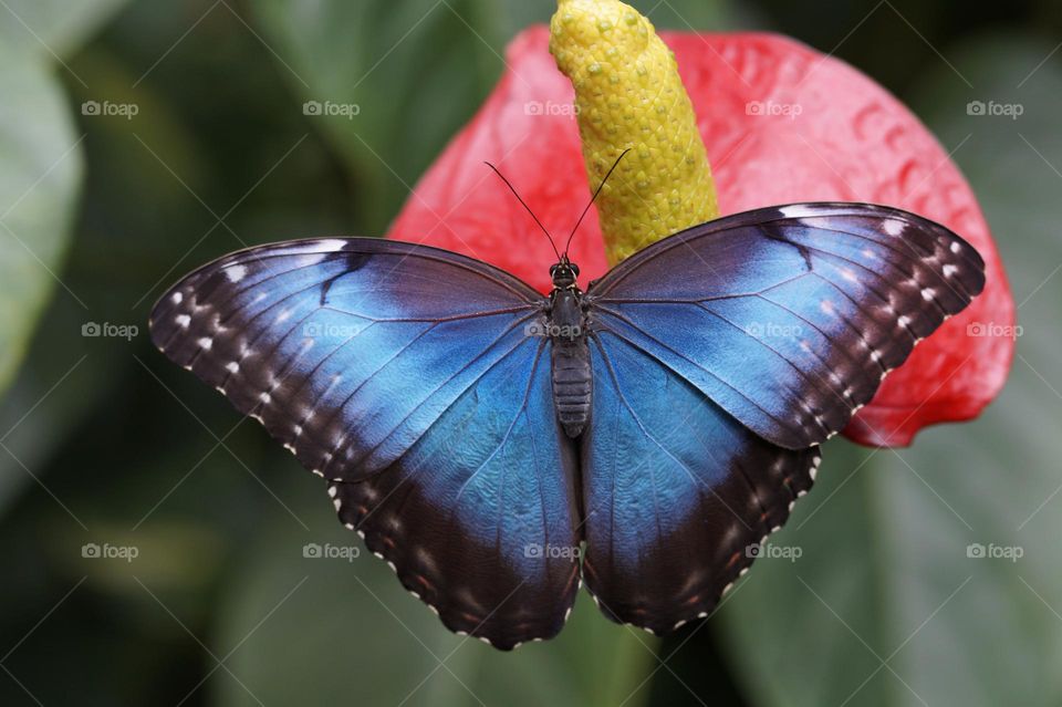 Beautiful and colourful butterfly