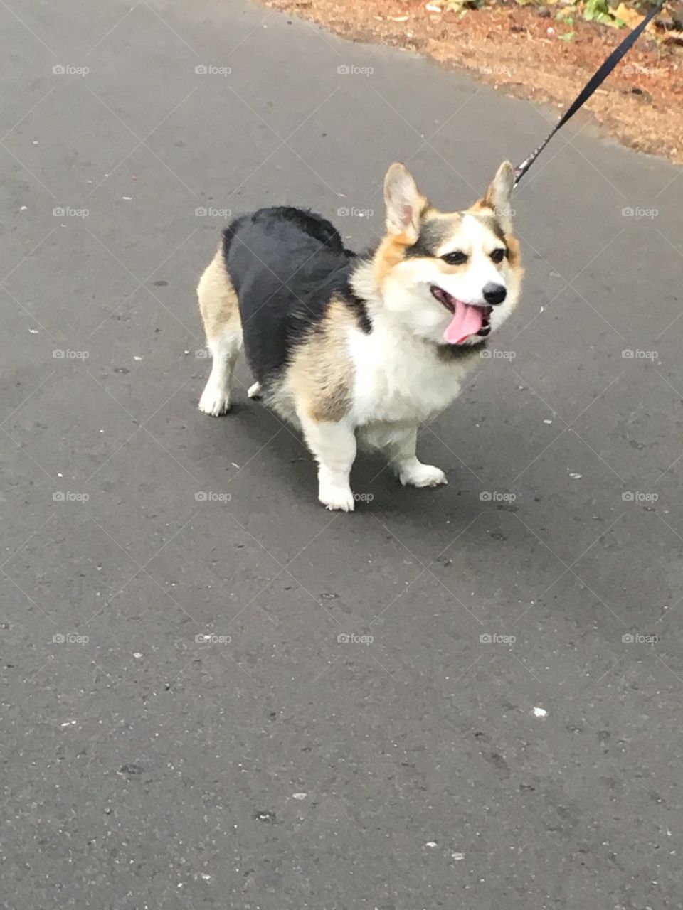 Posing for me on my way down from the hill