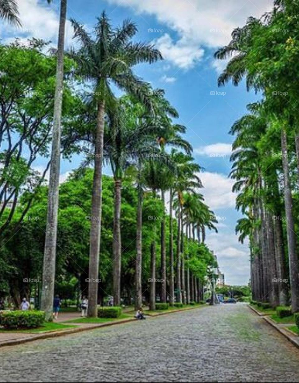 palm trees