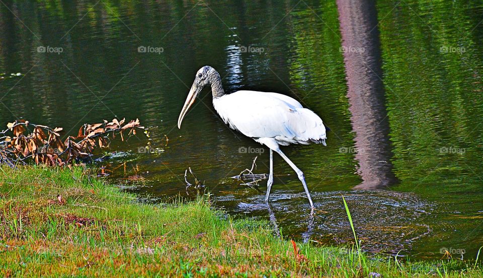 Wood Stork 2