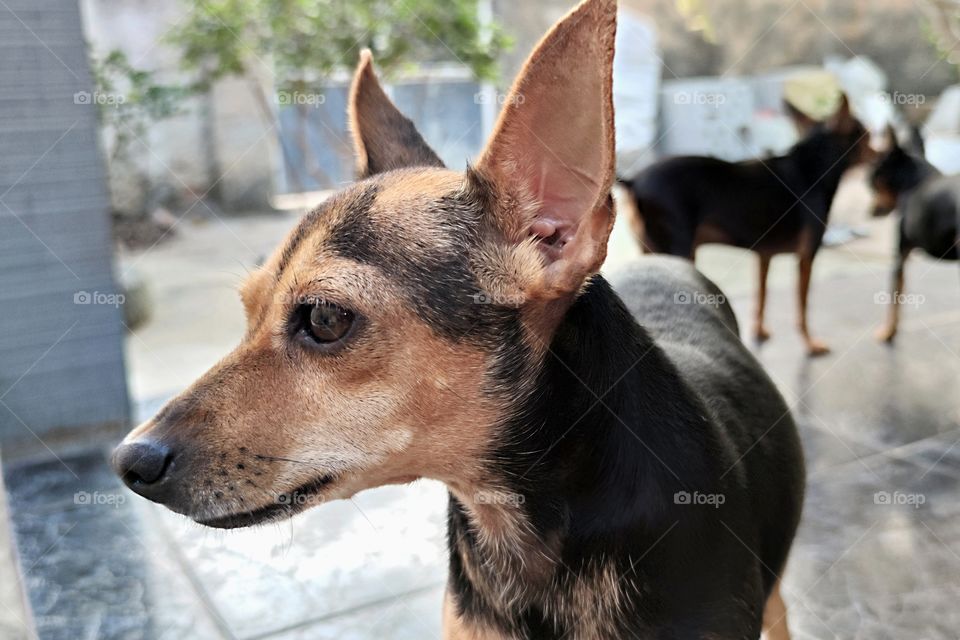 Pinscher Kiara