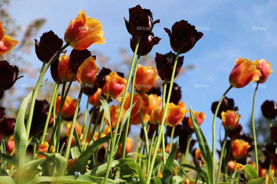 Colourful tulips looking up