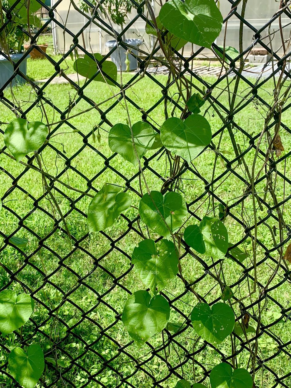 Chain link vine 2