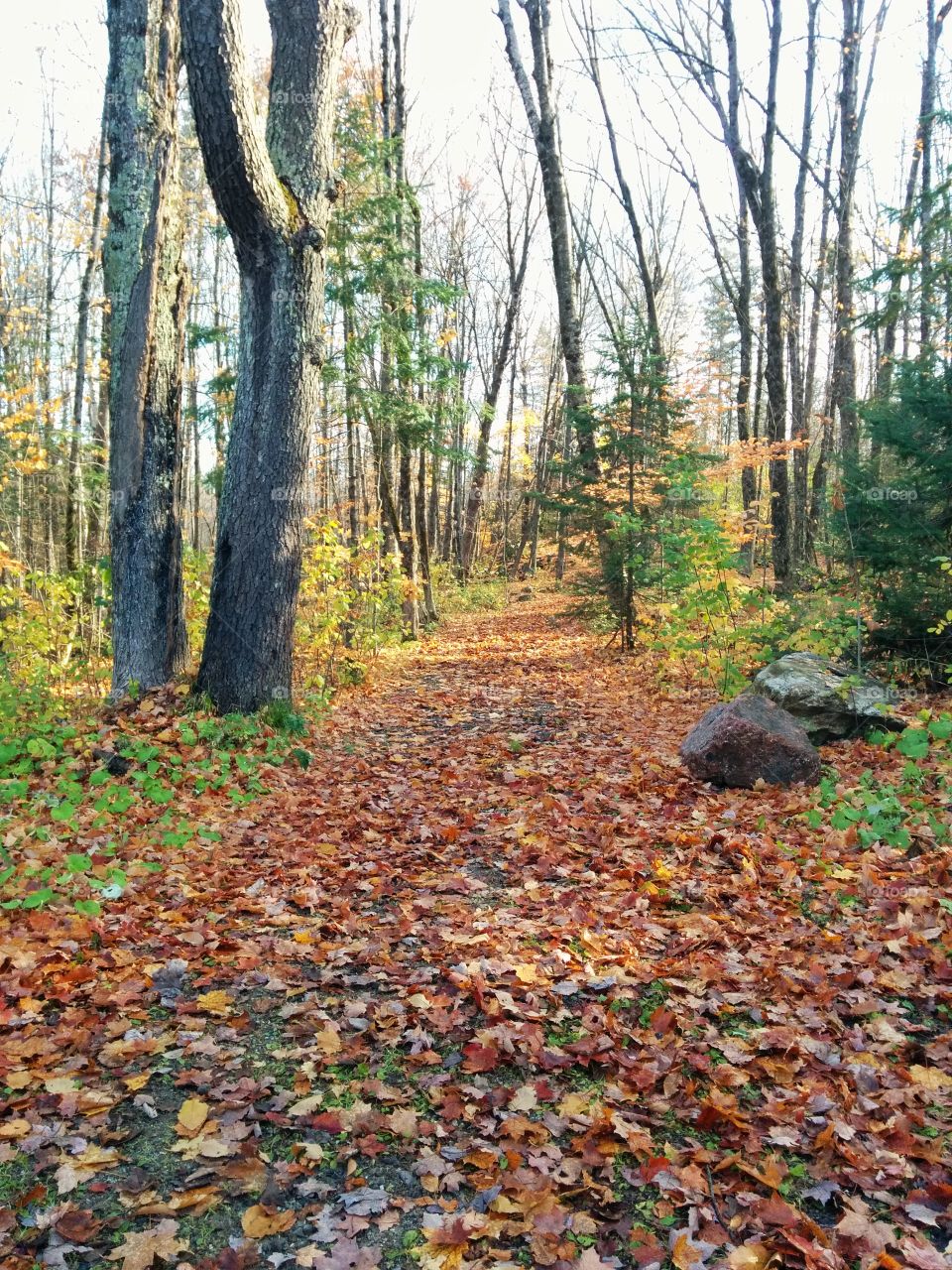 Down the path in Autumn