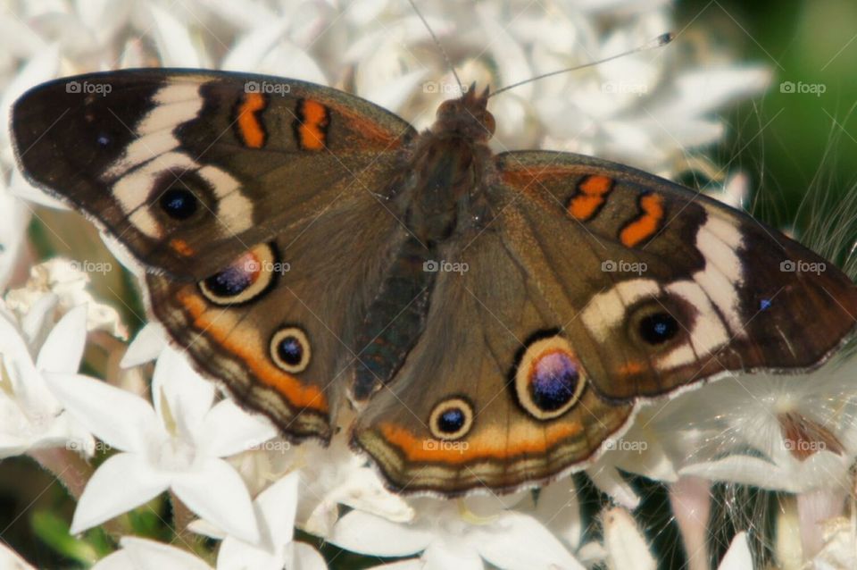 Common Buckeye butterfly