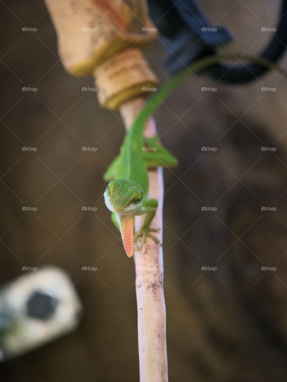 Green Anole with his Dewlap Extended, Checking Out his Reflection in the Camera Lens