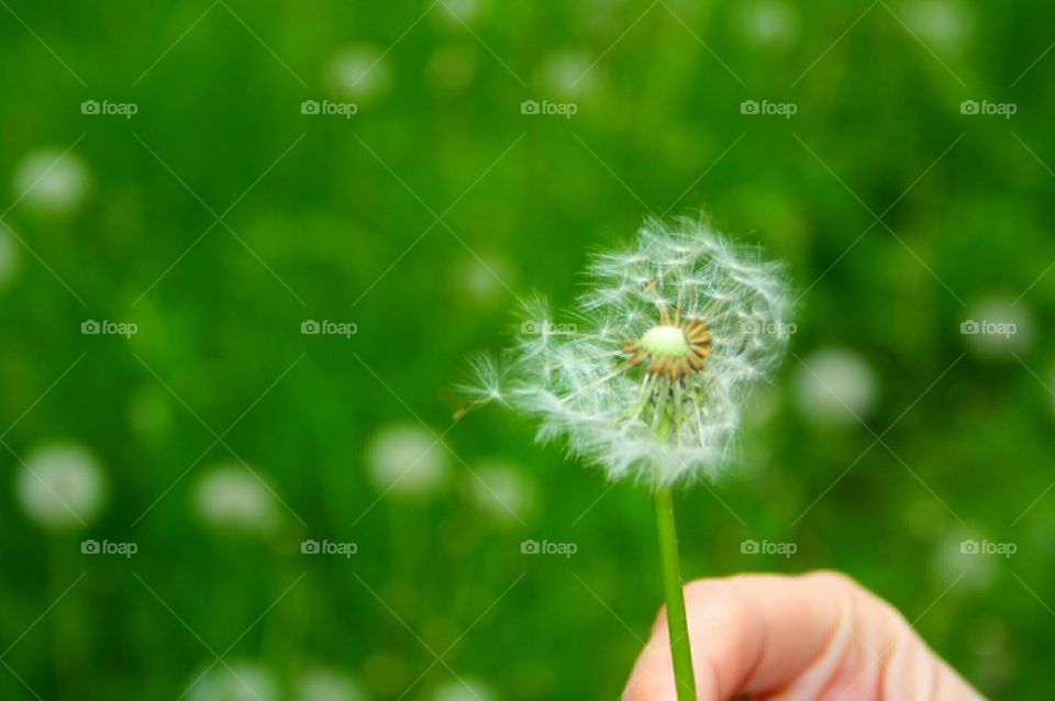 Dandelion