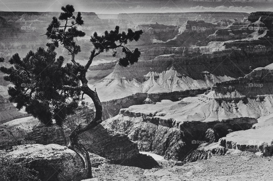 A lone tree stands on the edge of the south rim of the Grand Canyon in