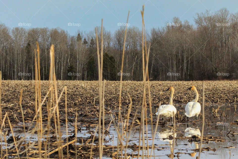 Two white swans standing in a swampy farmers field