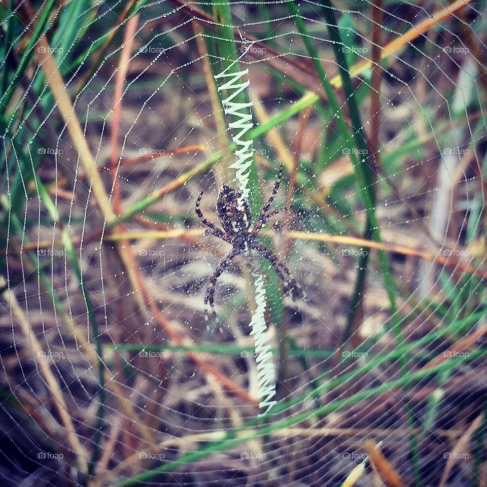 Spider, Nature, Trap, Outdoors, Texture