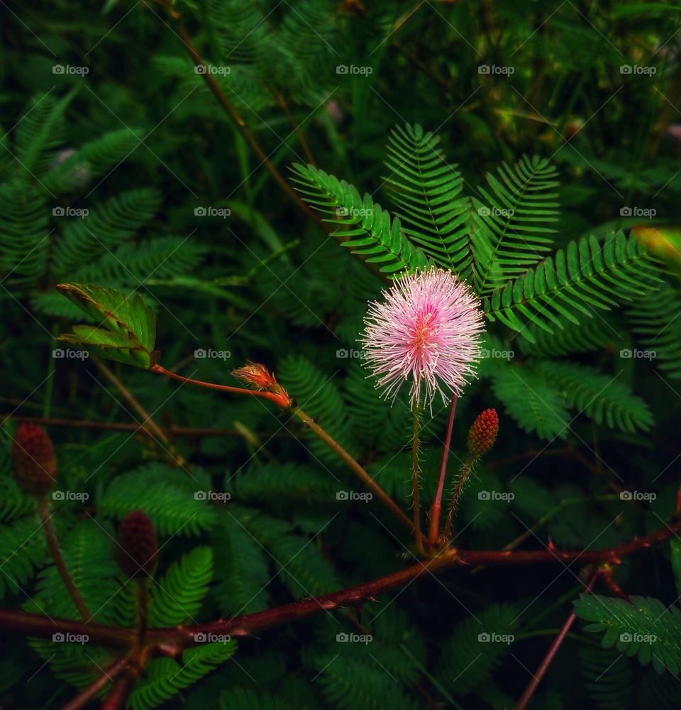 Touch me not plant (Mimosa pudica)
