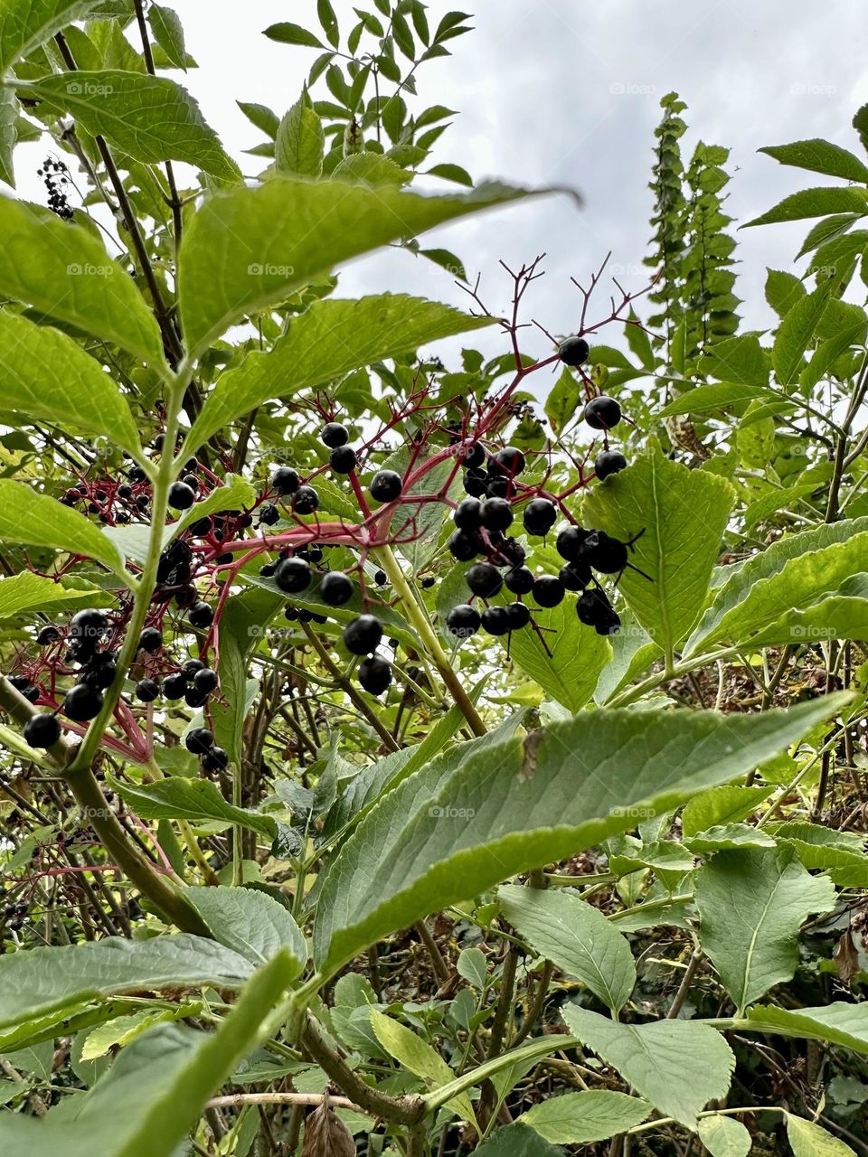 Wild elderberry sambucus growing along road verge near Napton marina nature plants late summer countryside