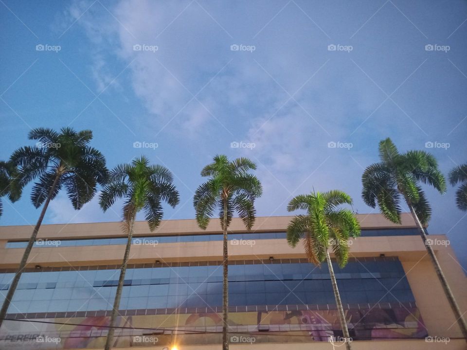 Palmeras. Palmeras en el parque.