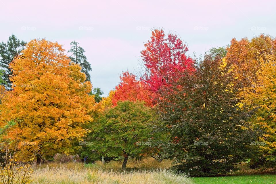 autumn tree in the park
