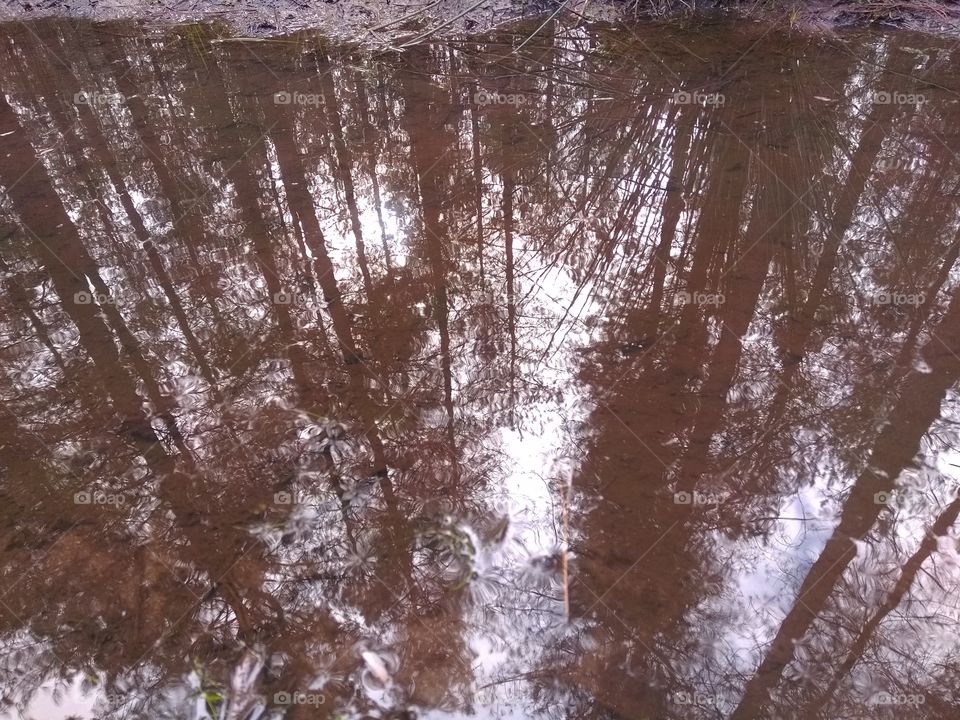 reflected Forrest