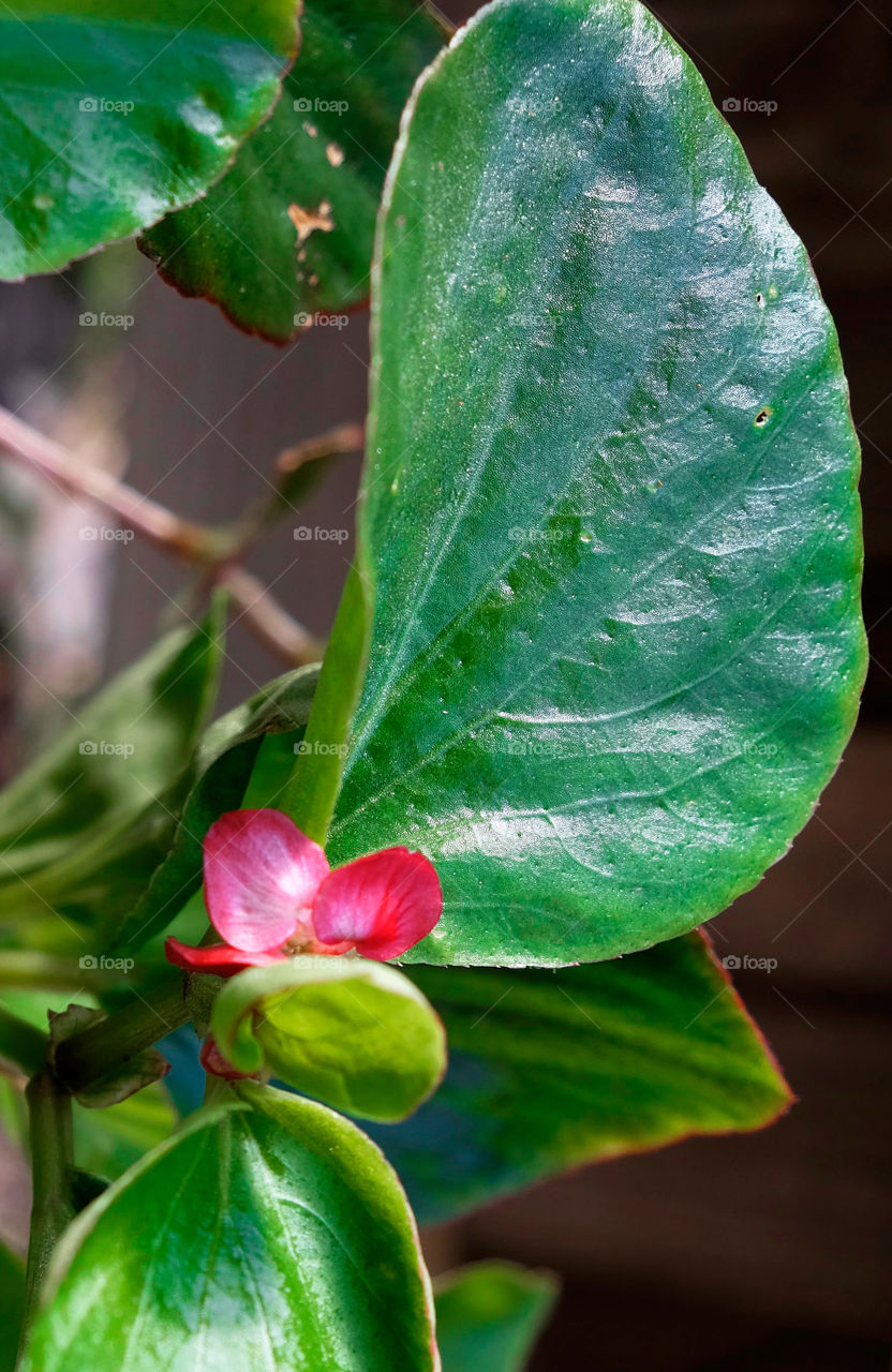 Begonia flowers