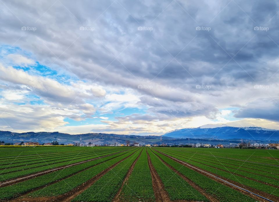 agricultural landscape with cultivated fields