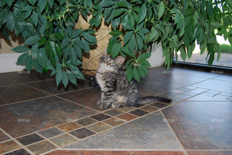 Kitten hiding