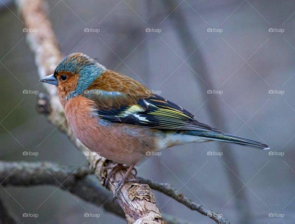 Every bird, every tree, every flower reminds me what a blessing and privilege it is just to be alive