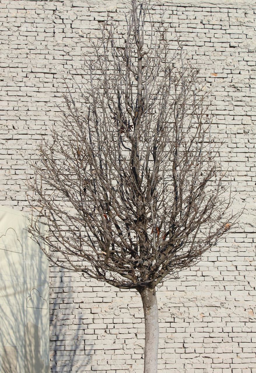 Winter scene of a leafless tree in front of a white brick wall