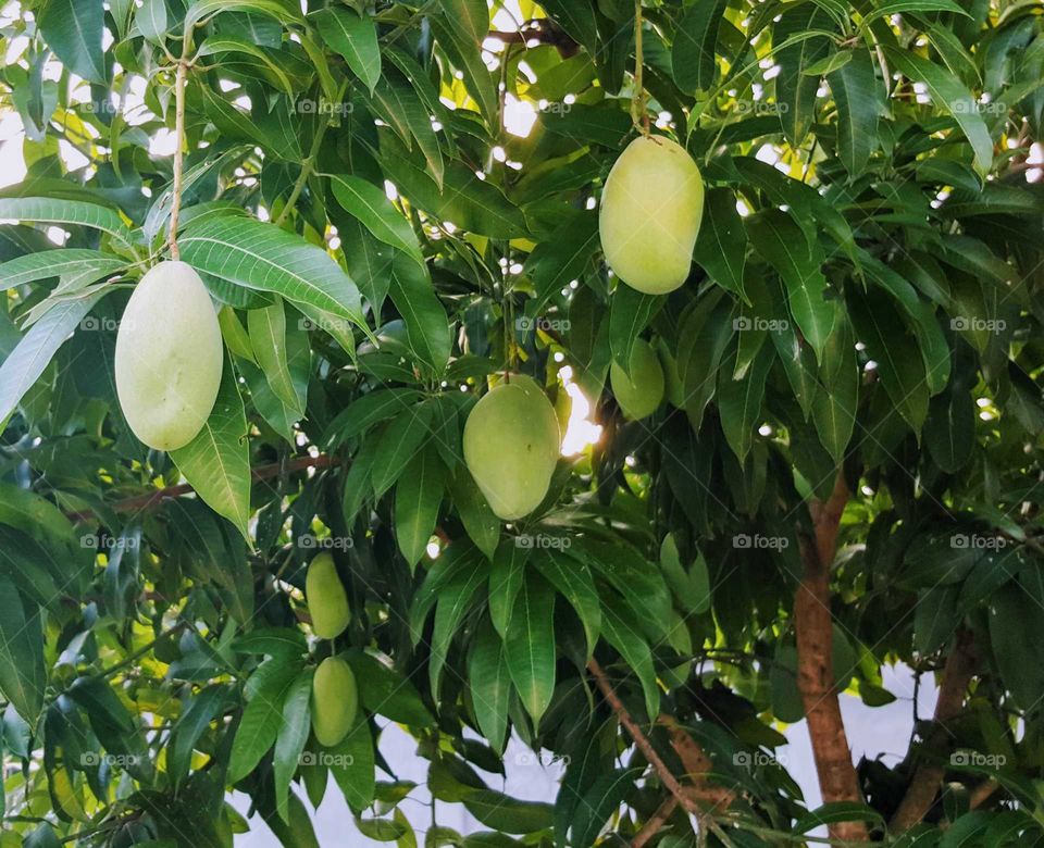 yellow mangoes