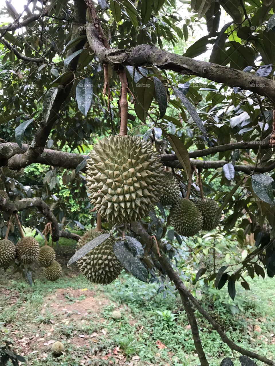 Durian tree near my house