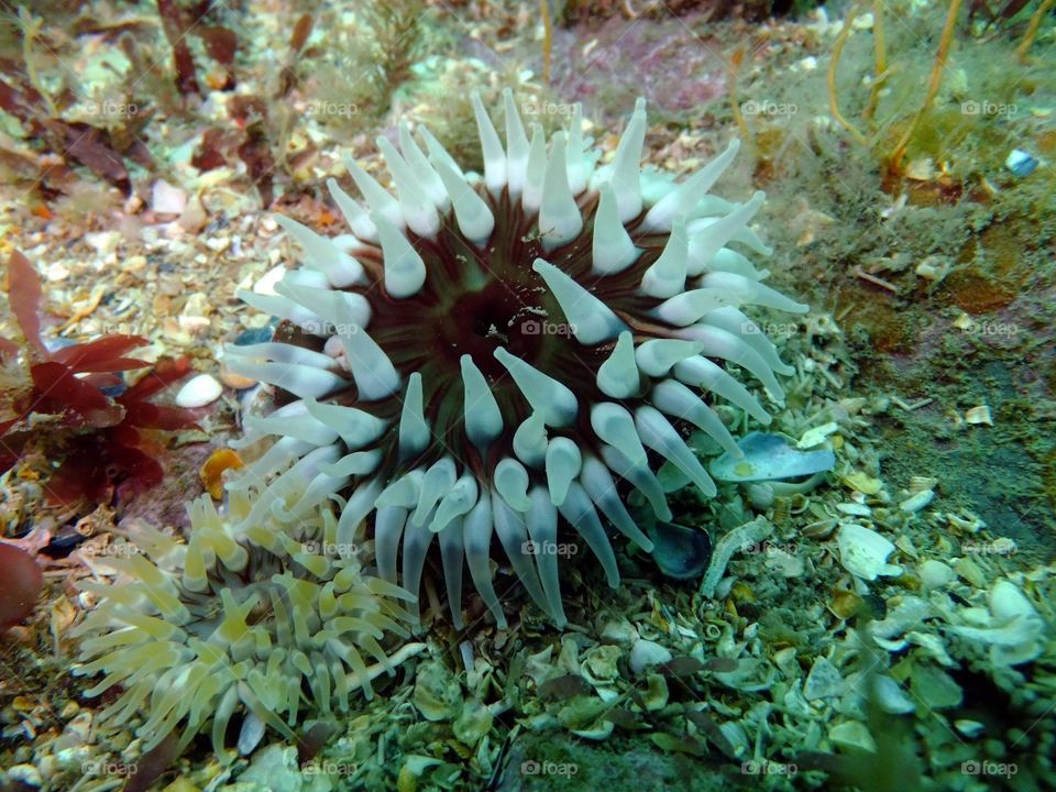 Anemone