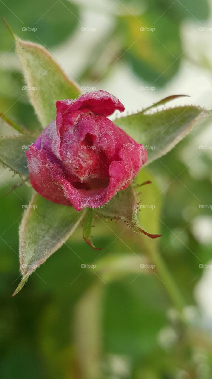 rose bud