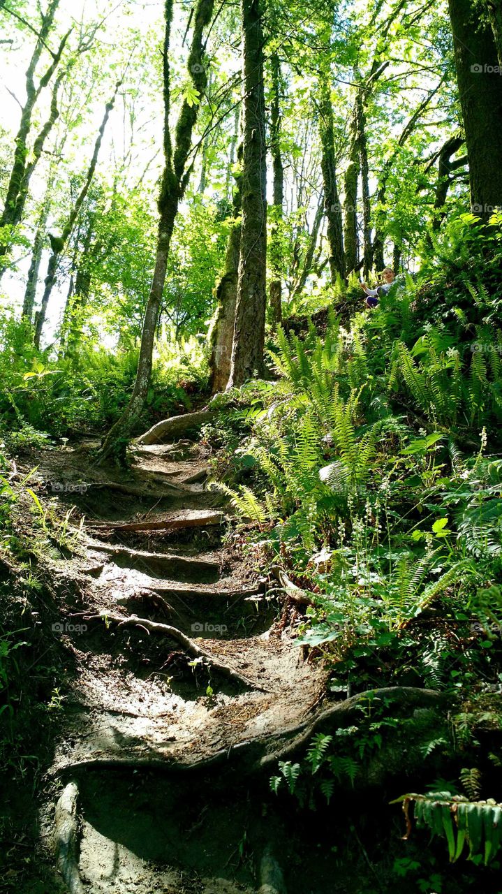 Wood, Nature, Leaf, Landscape, Tree