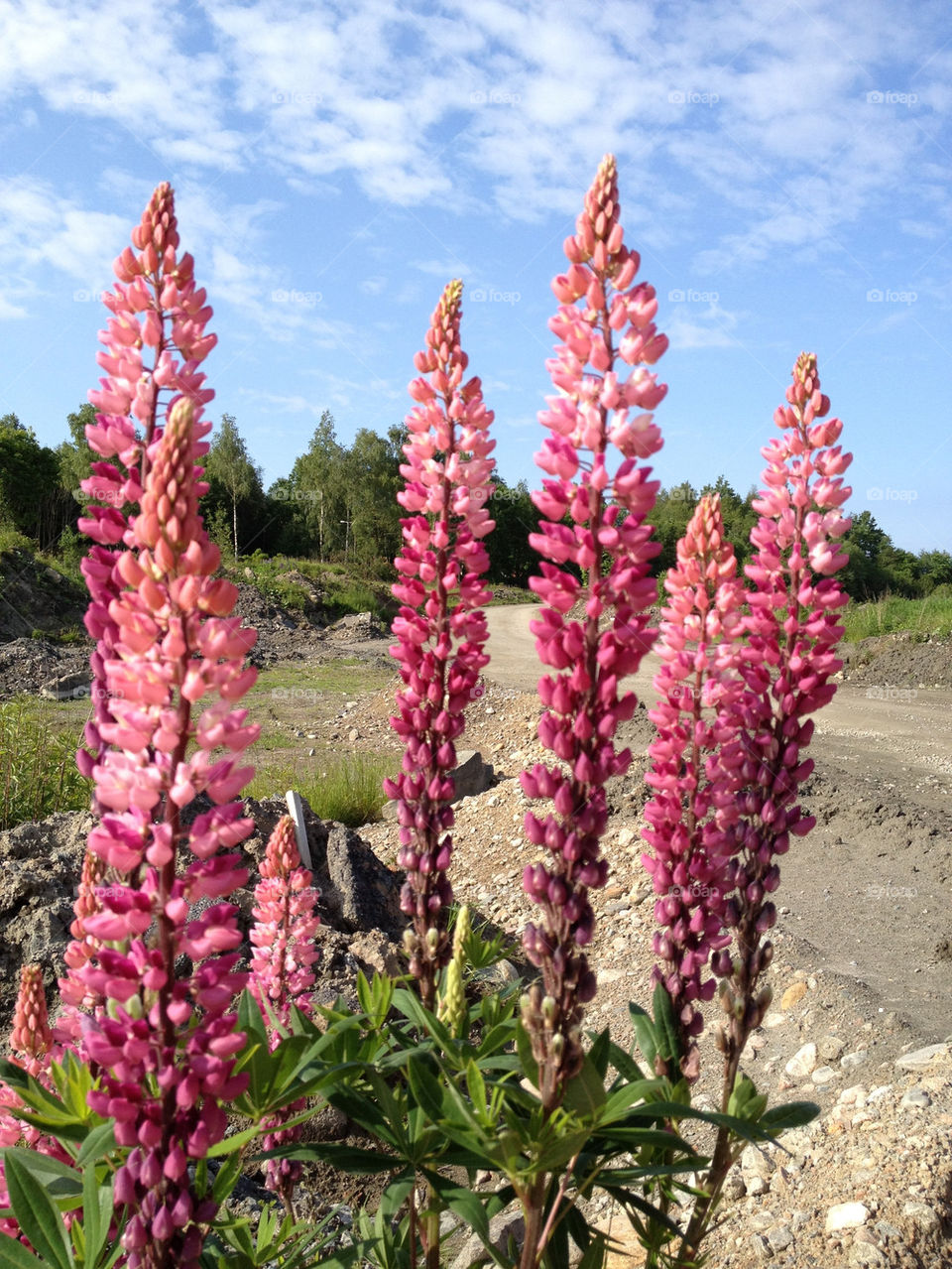 sweden flowers nature travel by ingimar_lykke_malmquist_json