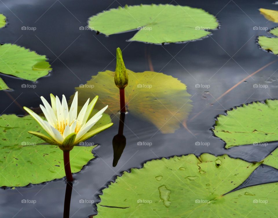 marimbús swamp pantanal waterflower