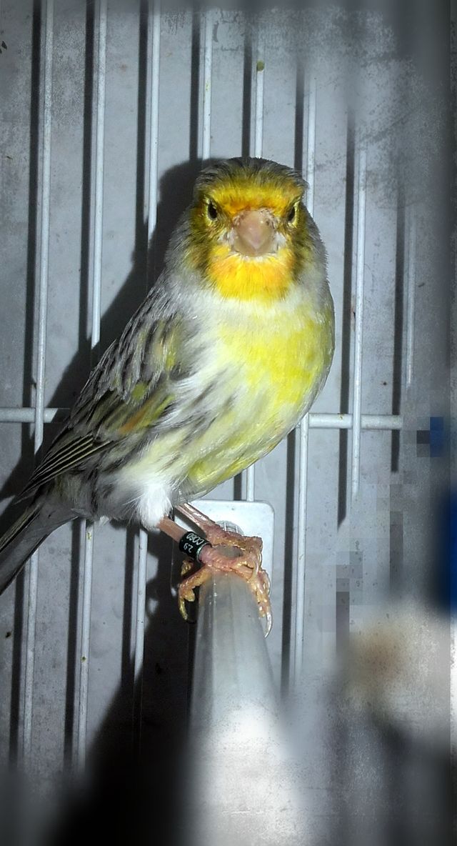bird