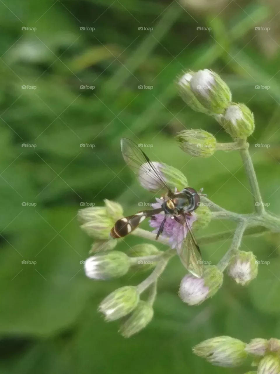 insect