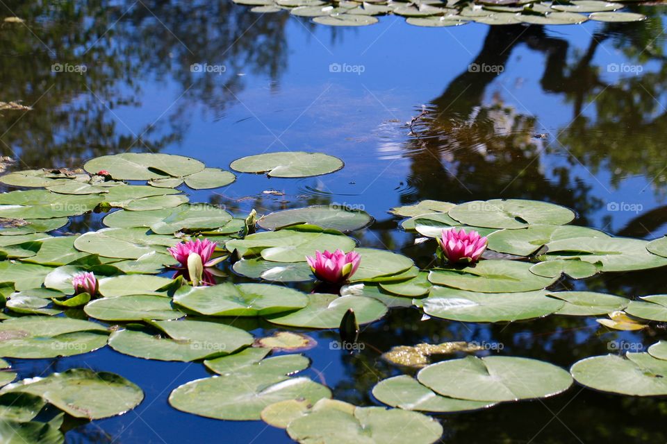 Quad of Waterlilies 