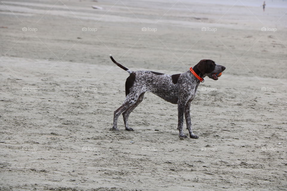 Dog on a beach 