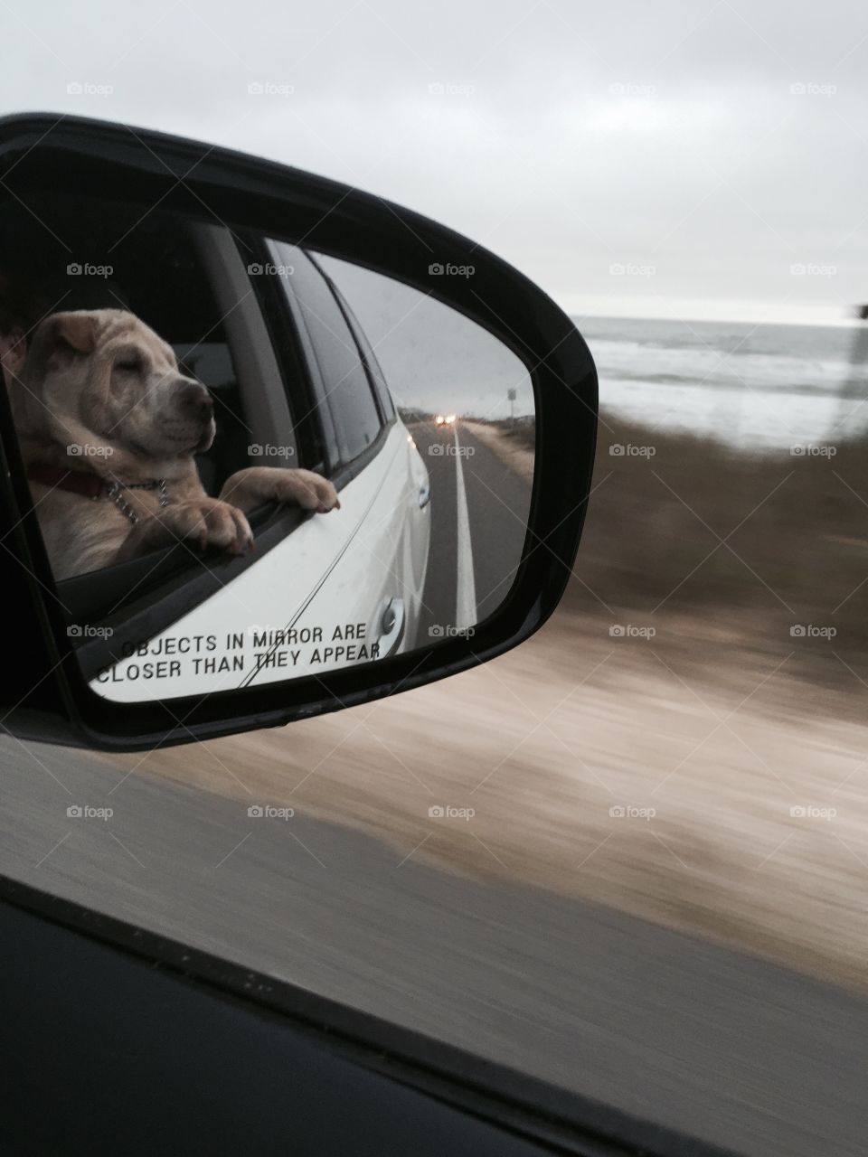 Dog in car, Oceanshore boulevard A1A Flagler Beach, Florida.