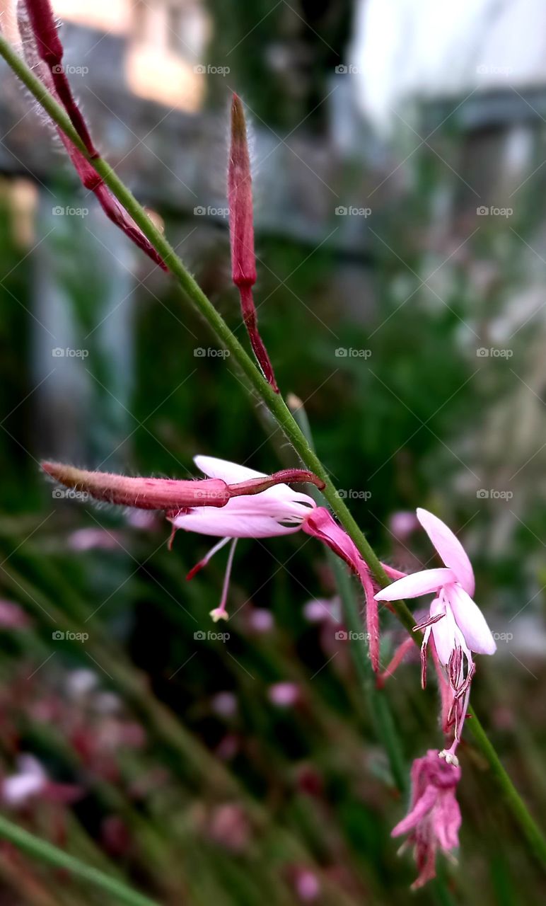 flowers and plants