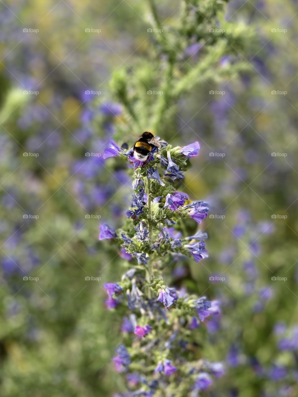 bumblebee on a purple flower