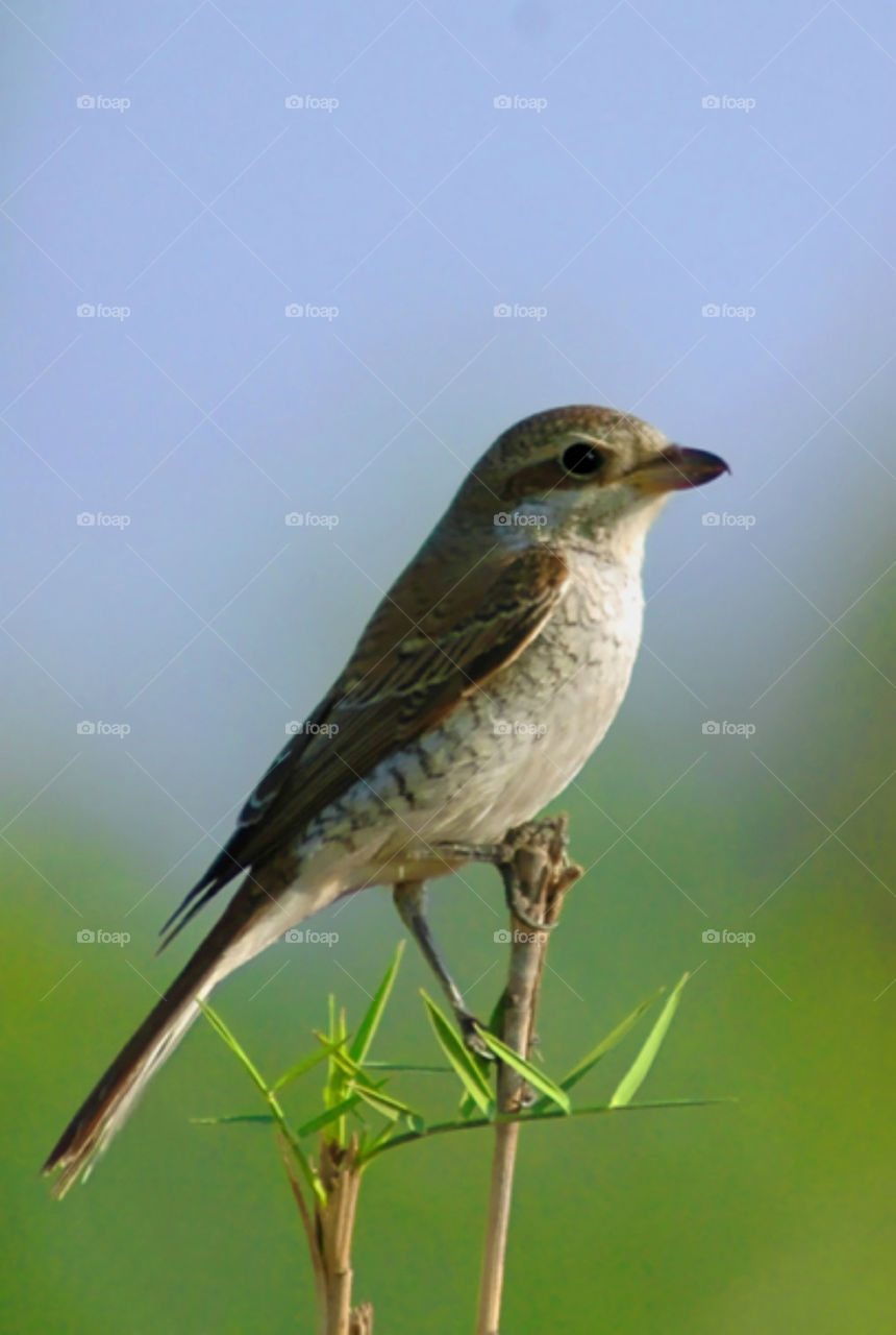 Red-backed shrike